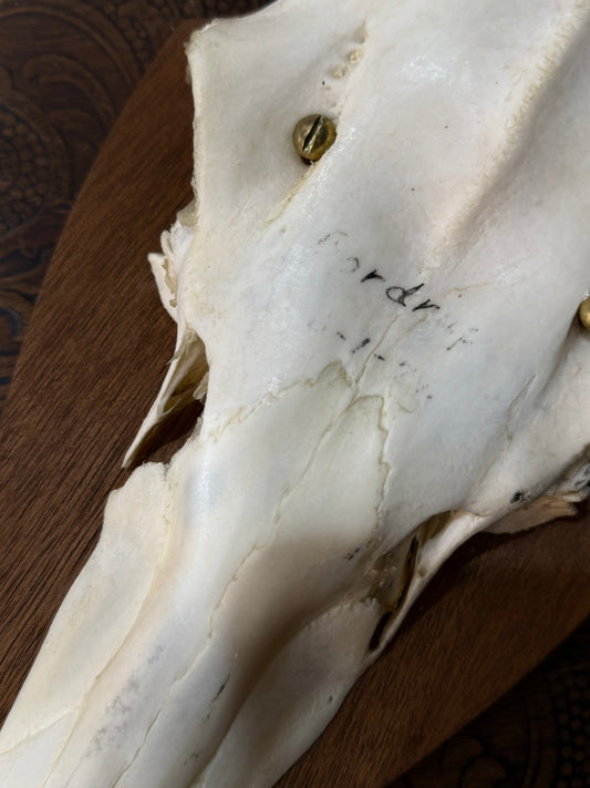Medium European Deer Antler, mounted