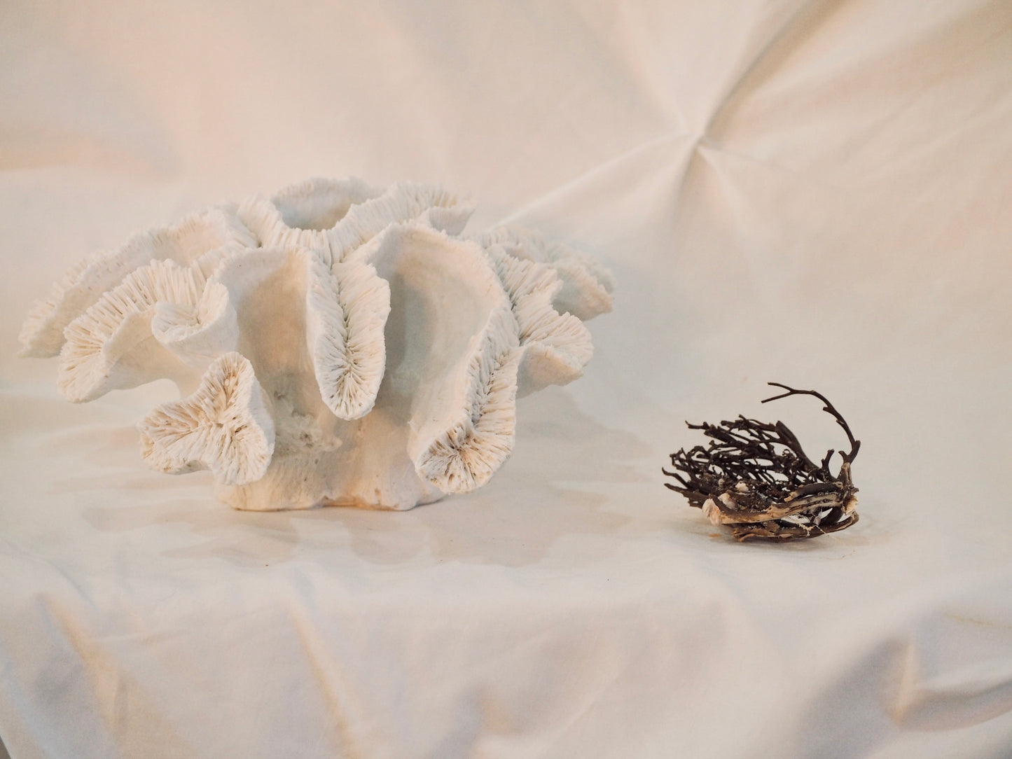 Coral - white