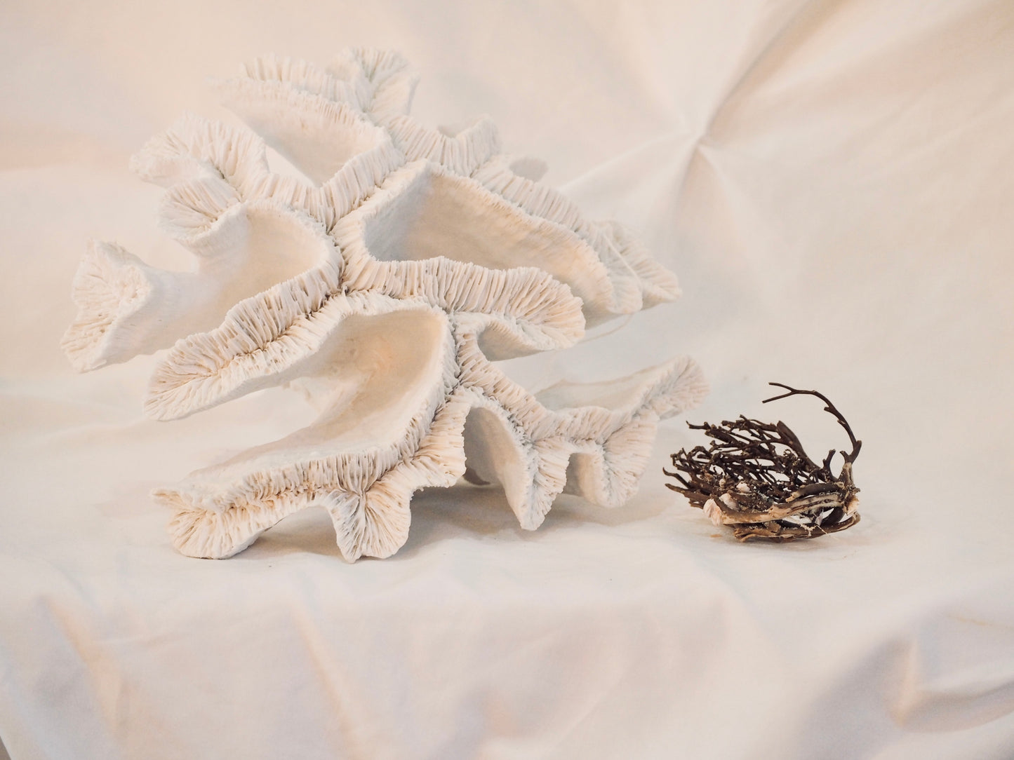 Coral - white