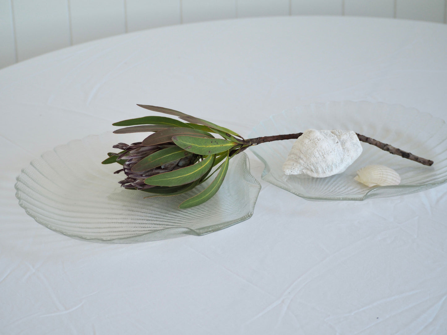 Clam Shell Plates, Set 2