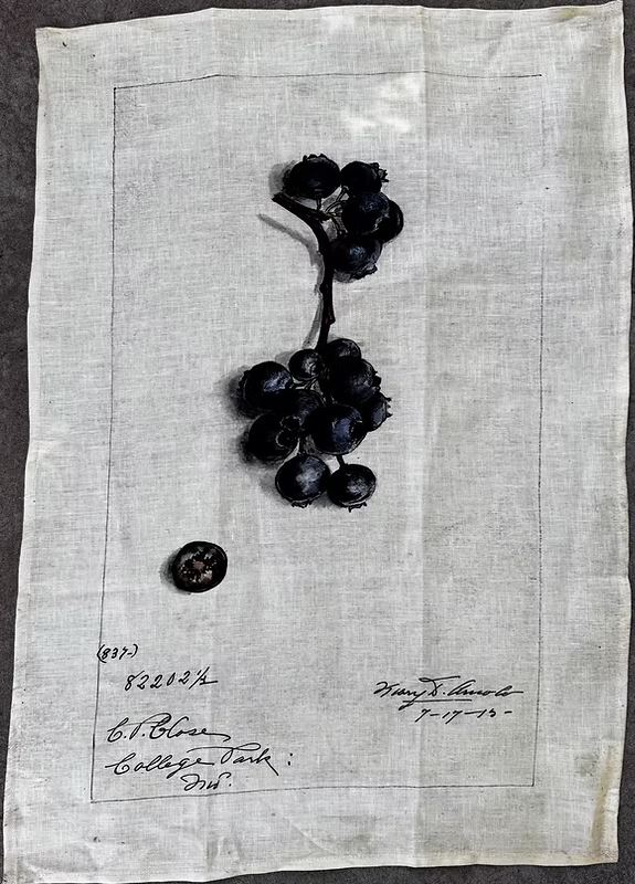 Linen Tea Towel Blueberry - Barbara O-Donovan Designs