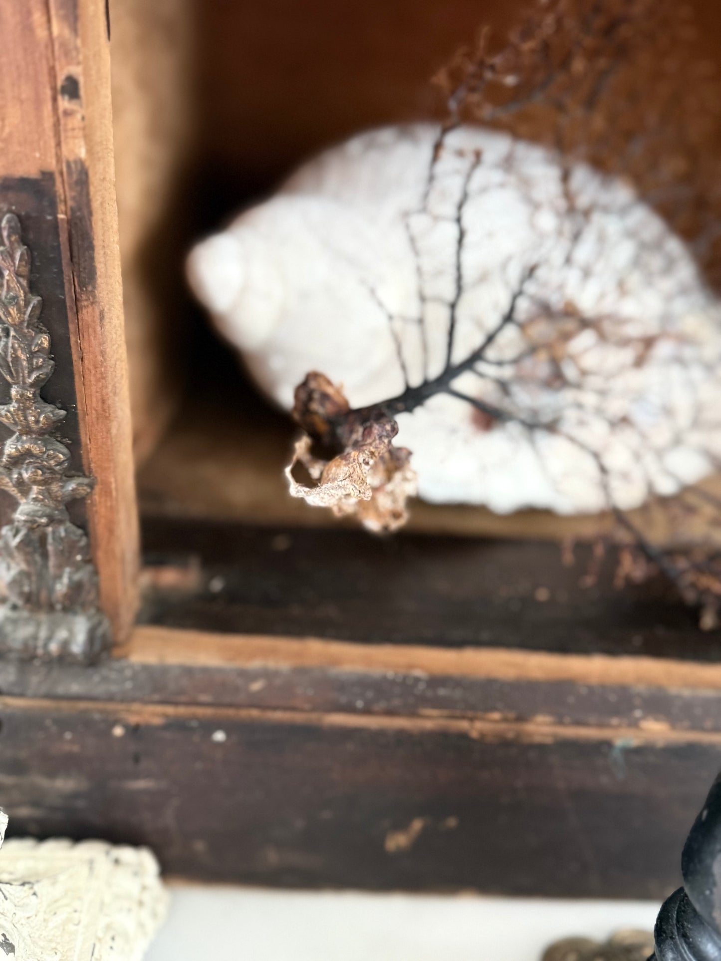 Victorian Pier Curiosity Cabinet