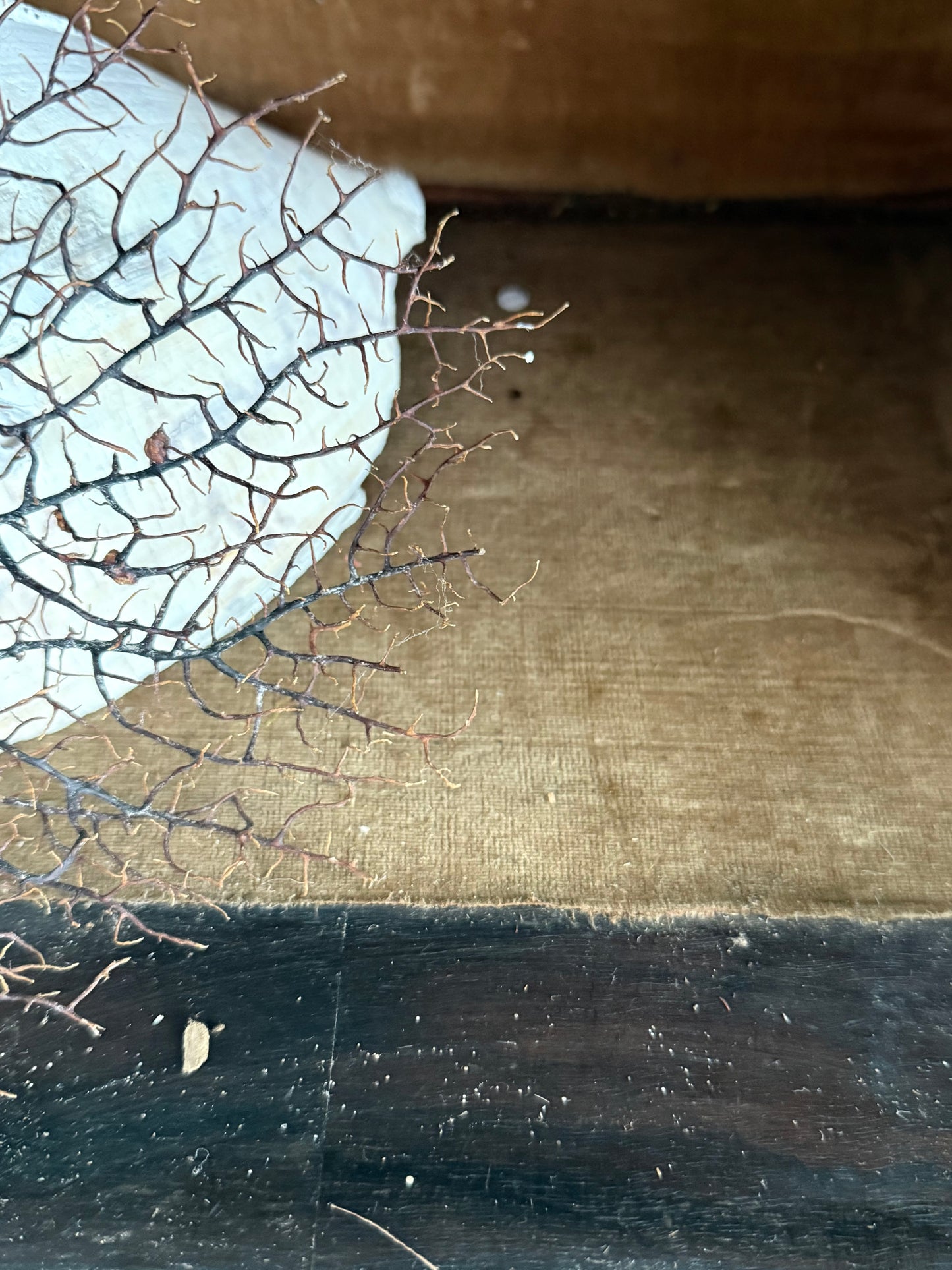 Victorian Pier Curiosity Cabinet