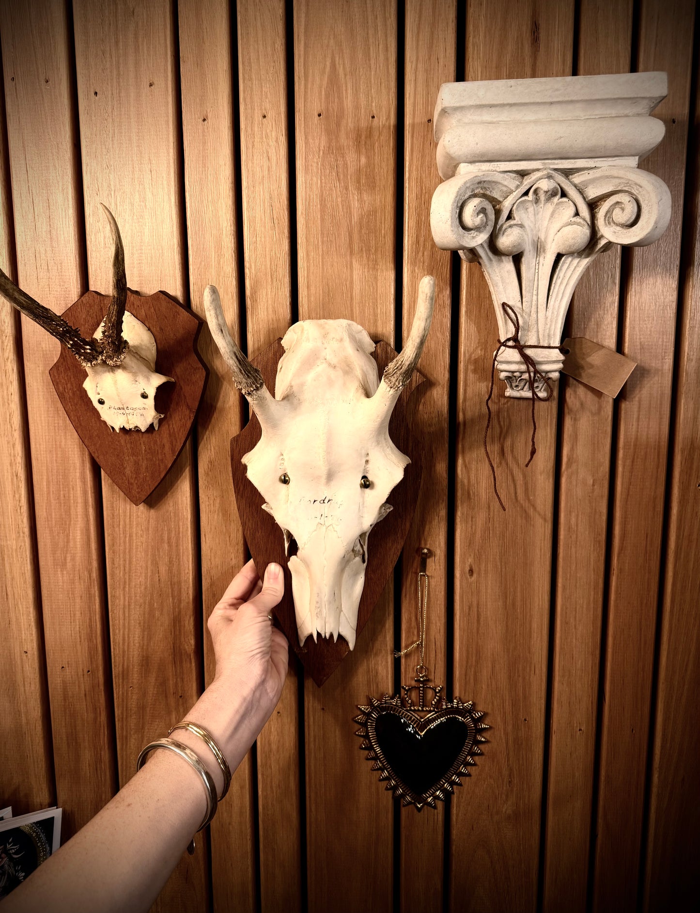 Medium European Deer Antler, mounted