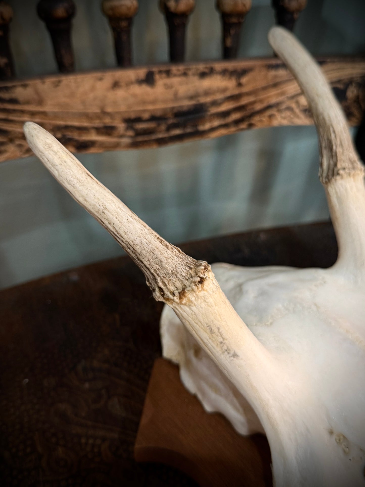 Medium European Deer Antler, mounted