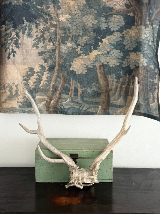 Antique Deer Antlers