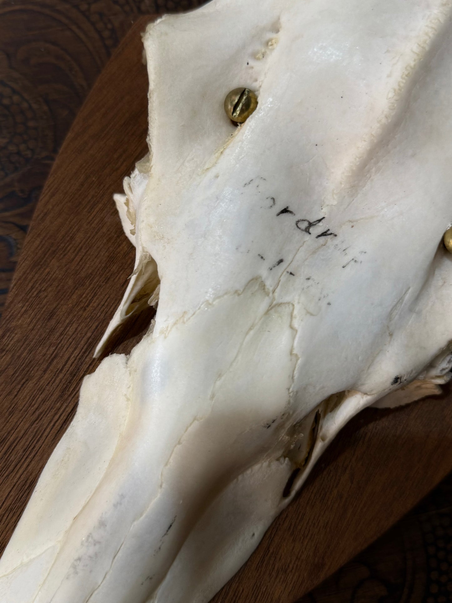 Medium European Deer Antler, mounted