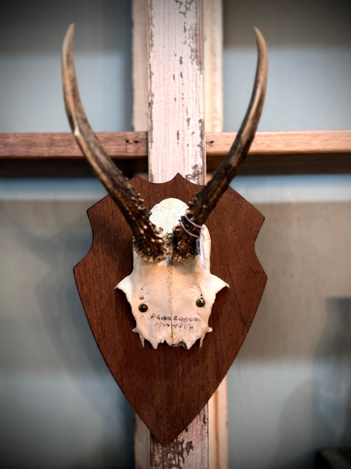 Small European Deer Antler, mounted