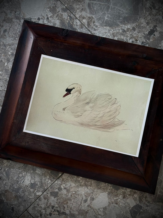 Antiqued Canvas Print - White Swan 30cm x 21cm