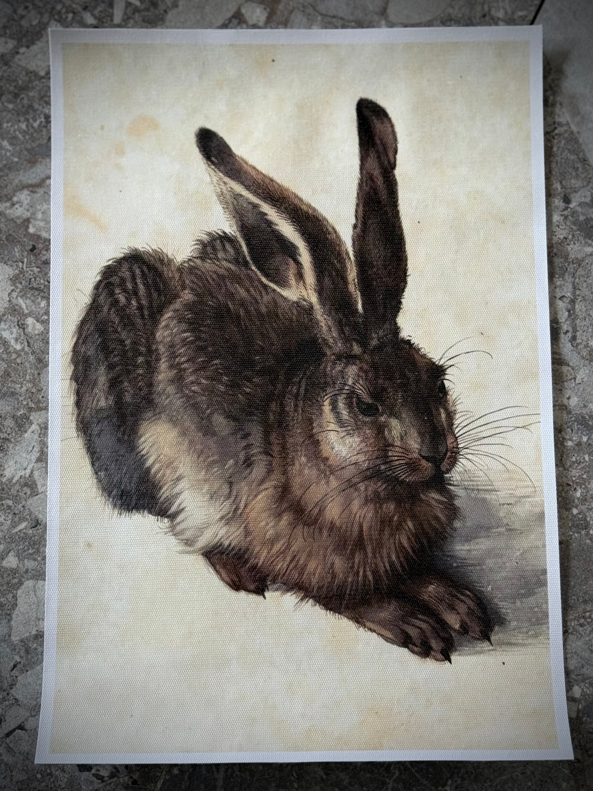 Antiqued Canvas Print - Hare 20cm x 30cm