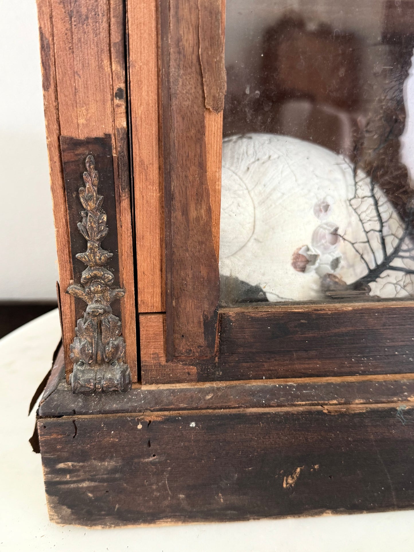 Victorian Pier Curiosity Cabinet