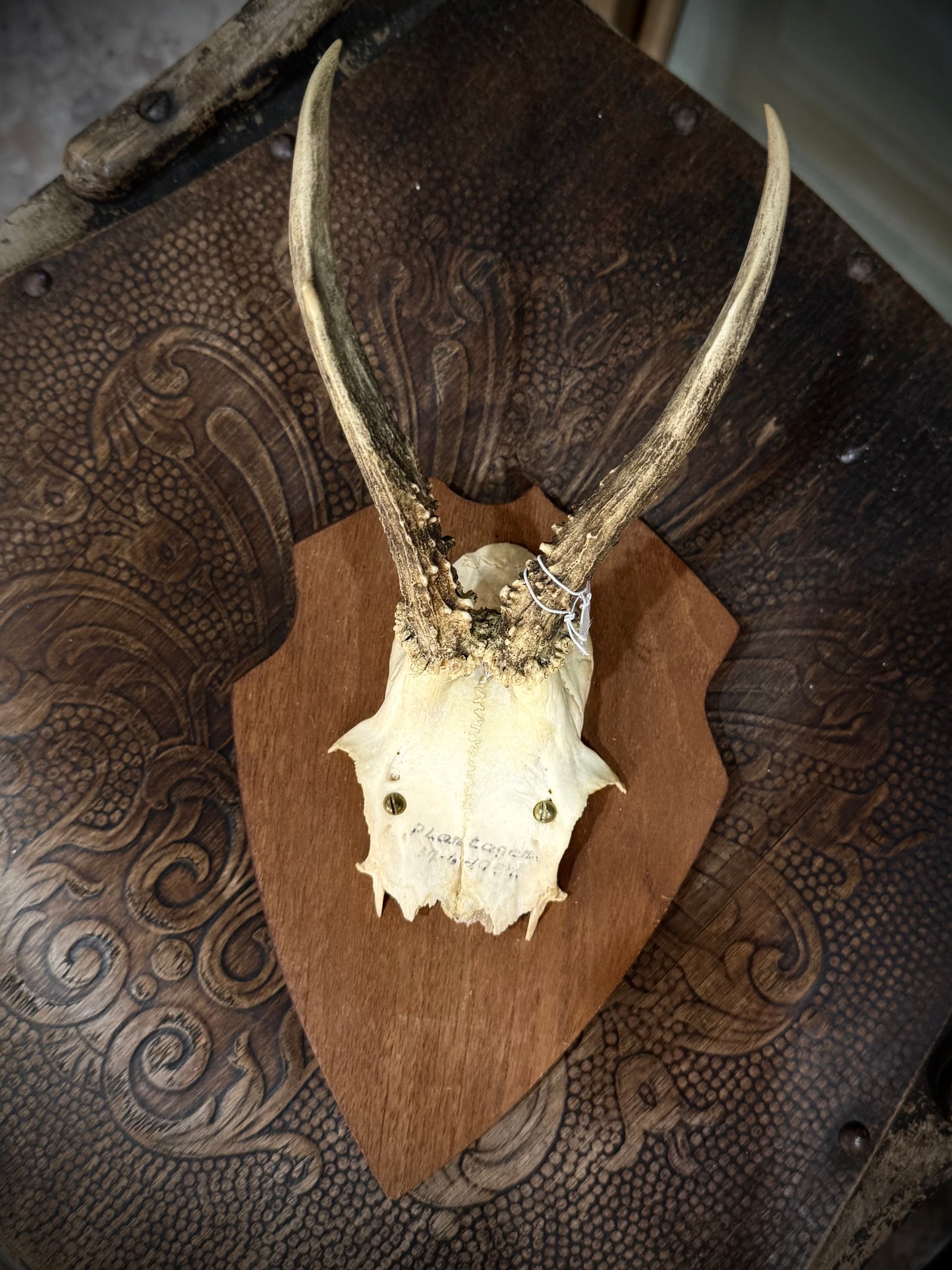 Small European Deer Antler, mounted