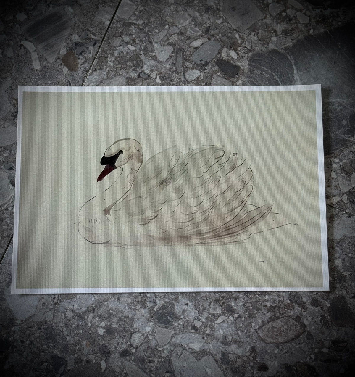 Antiqued Canvas Print - White Swan 30cm x 21cm
