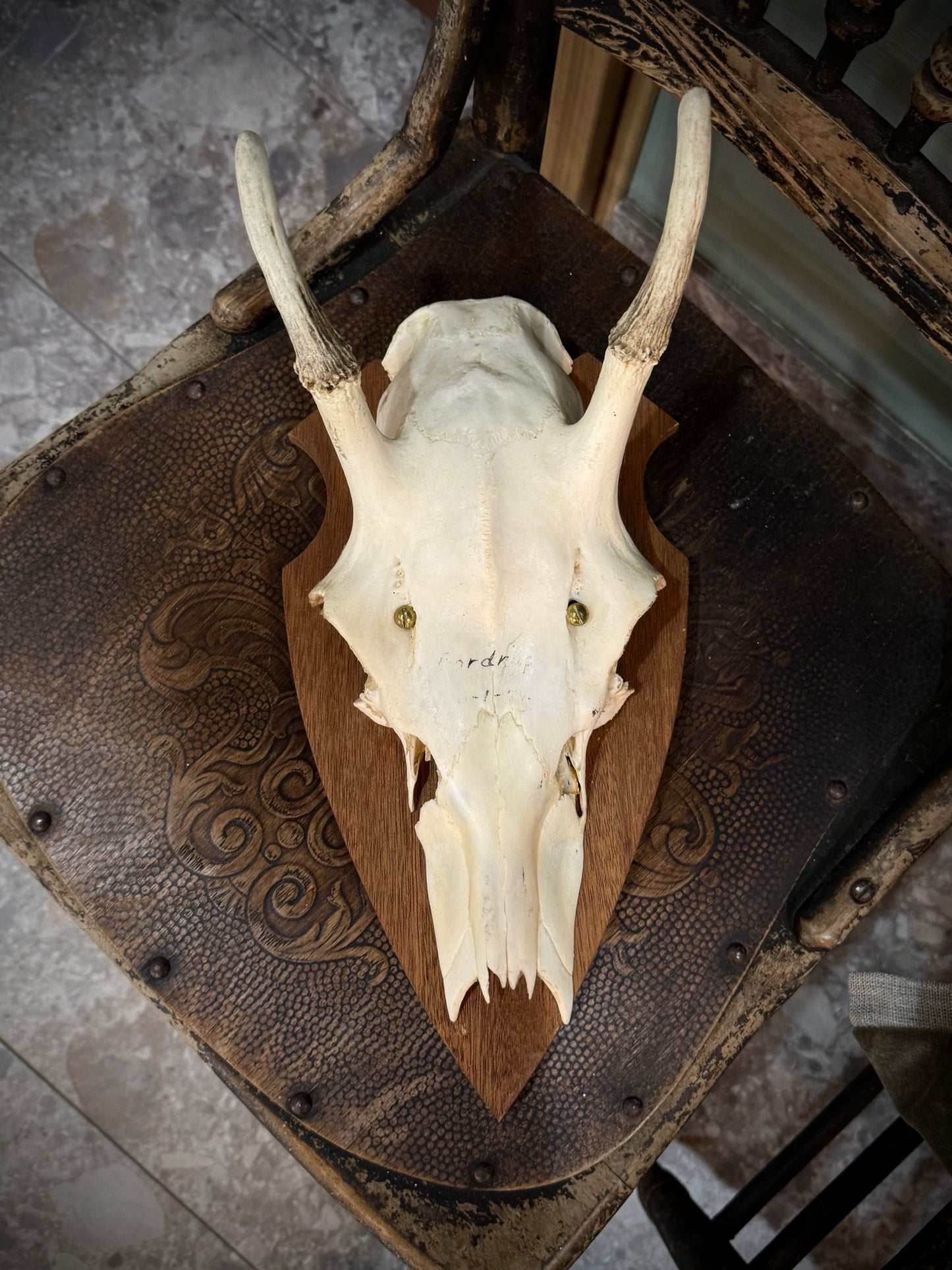 Medium European Deer Antler, mounted