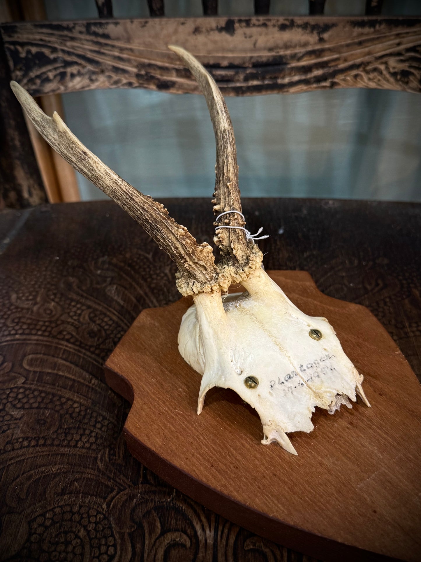 Small European Deer Antler, mounted