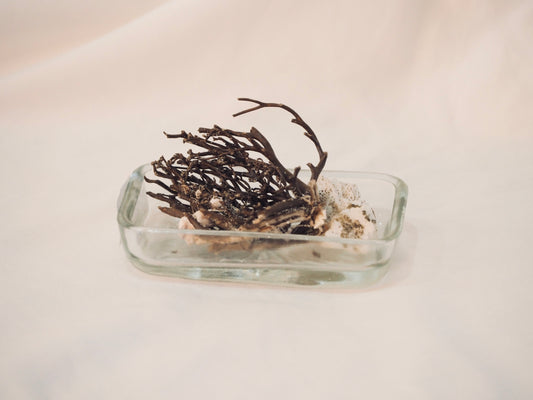 Sea Treasure Dish