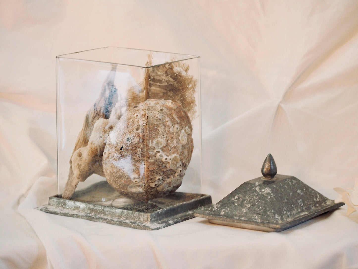 Sea Treasure Cloche