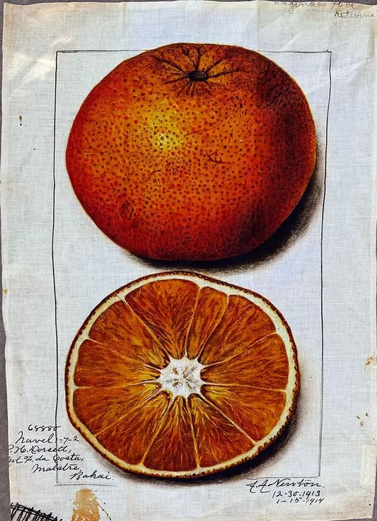 Linen Tea Towel Orange - Barbara O-Donovan Designs