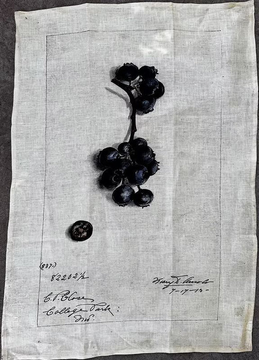 Linen Tea Towel Blueberry - Barbara O-Donovan Designs