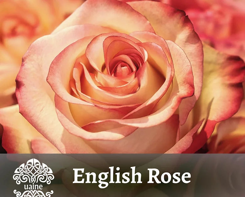 Uaine Candle Lifestyle Range Travel Tin - English Rose